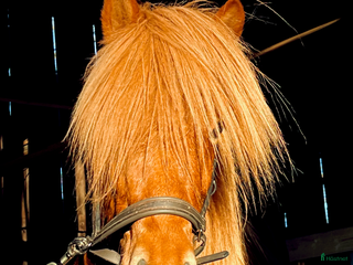 hästar Världens snällaste islänning 12 år i Söderköping - Annons 3