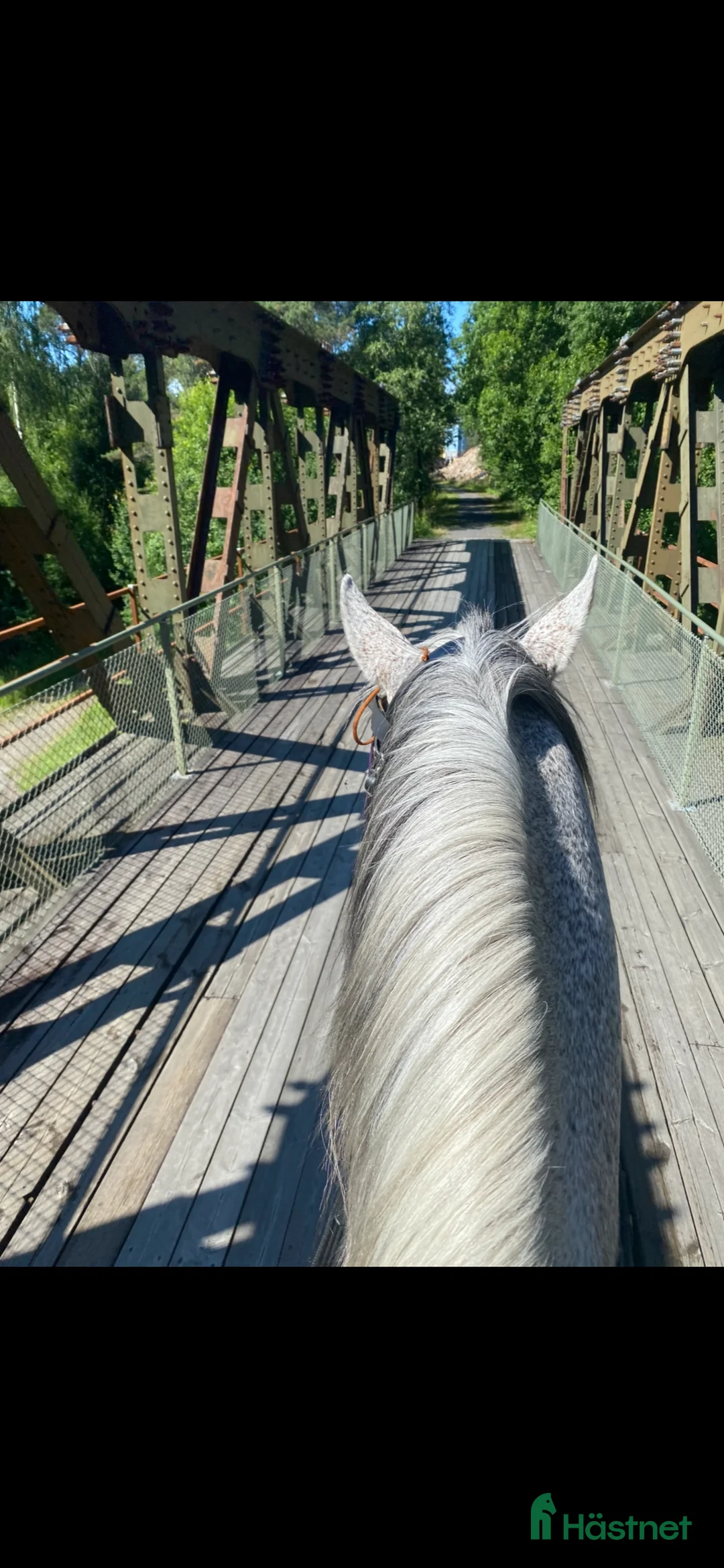  foderhäst finnes: Arabhingst utlånas  i Åseda - Annons 2