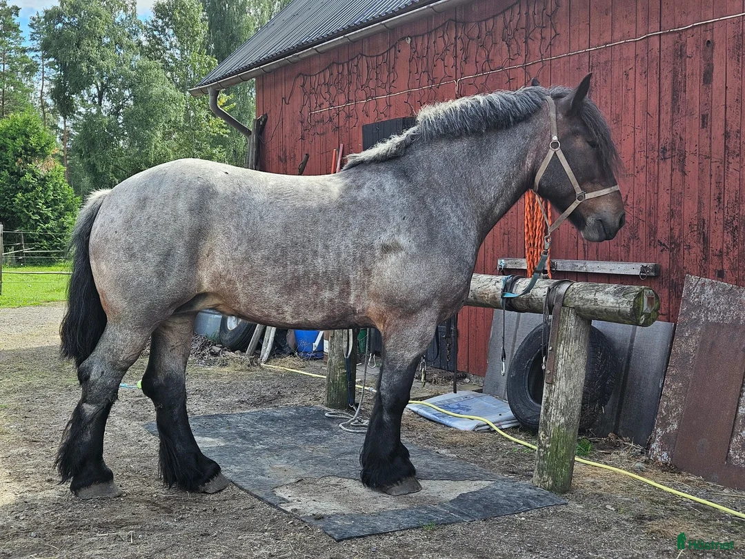 Allround hästar till salu: Ardenner sto - Annons 3