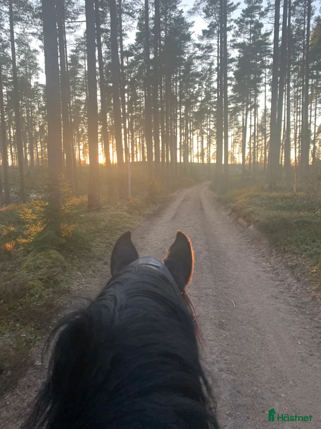  stallplats finnes: Lediga stallplatser i mysigt stall i Habo - Annons 12