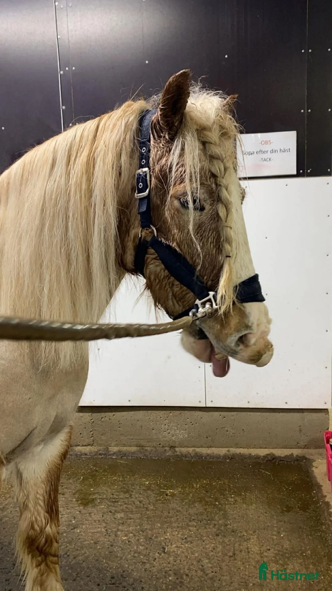 Allround hästar till salu: Bästa vän - Annons 2