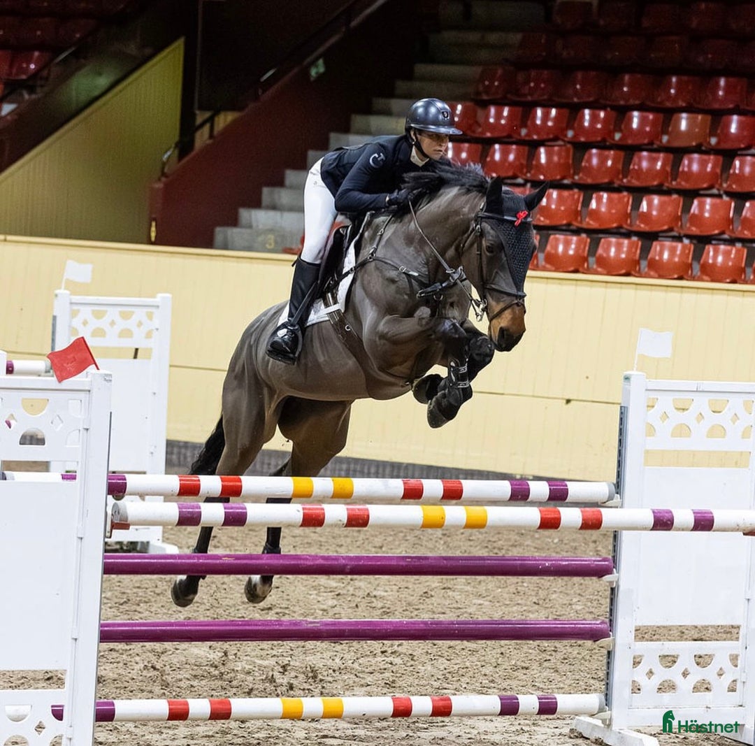  hästservice finnes: ✨ Utbildning, försäljning, tävling ✨ i Hörby - Annons 1