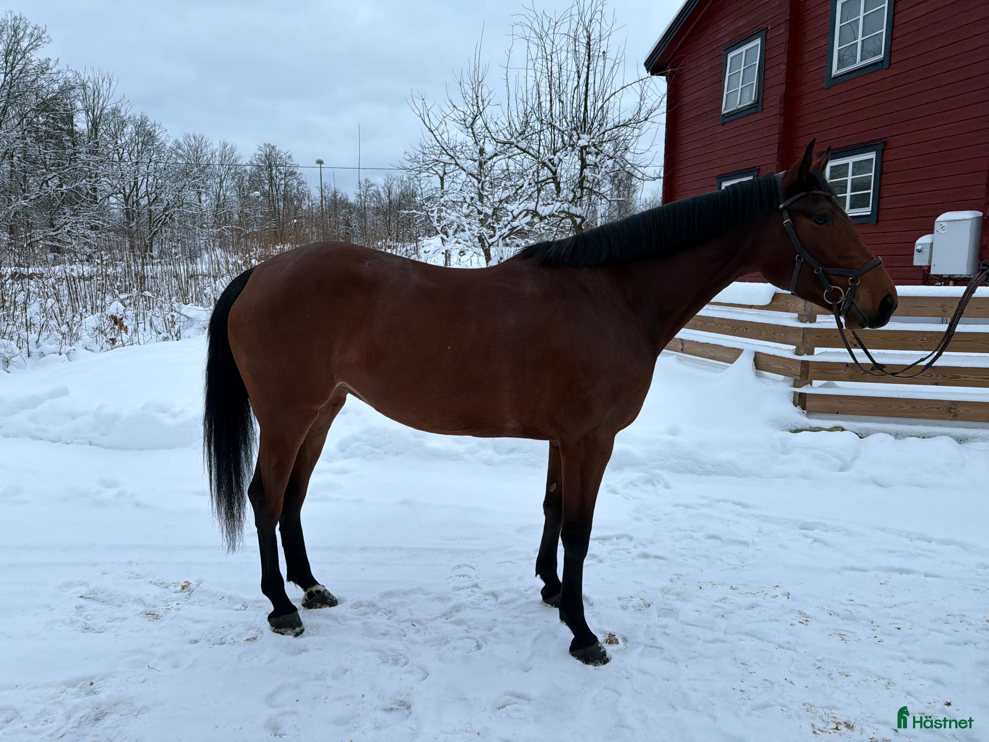  hästar Sto född 2021 e.Hardrock Z i Nybro - Annons 16