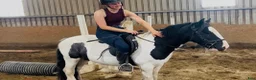 Allround hästar till salu: 125cm gelding, trained to ride and drive! - Annons 5