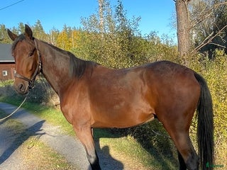 Allround hästar till salu: Forma själv i Gunnebo - Annons 1