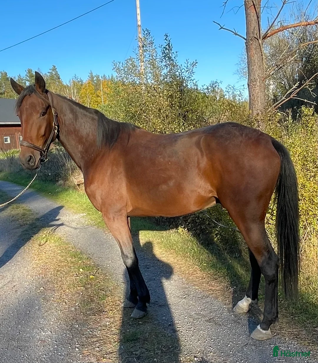 Allround hästar till salu: Utveckla honom till det du vill i Gunnebo - Annons 2