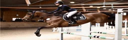 Hoppning hästar till salu: Positiv tävlingshäst med stor kapacitet🌟 - Annons 1