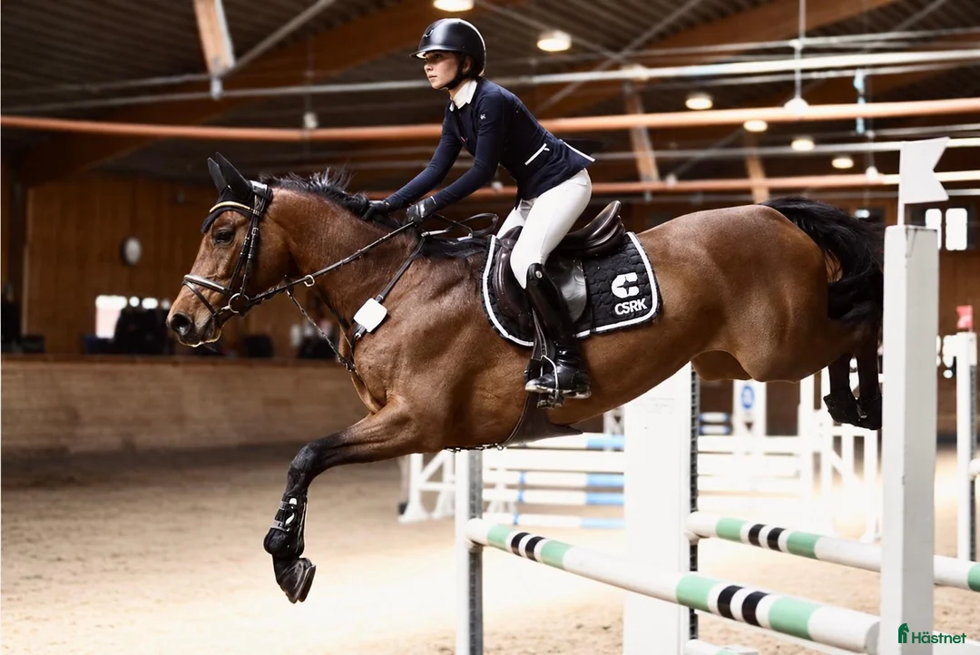 Hoppning hästar till salu: Positiv tävlingshäst med stor kapacitet🌟 - Annons 1