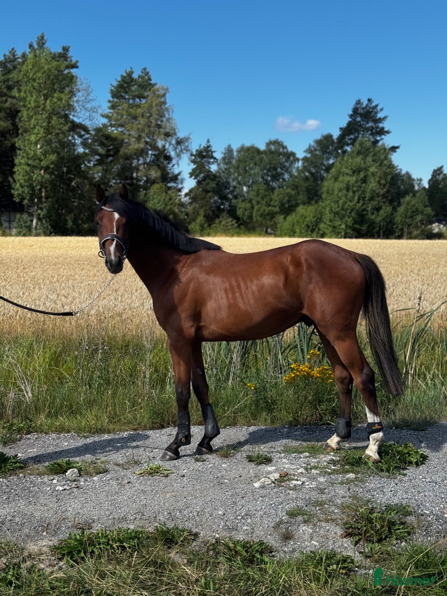  hästar Storhoppande kille för satsande ryttare  - Annons 14