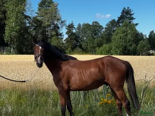 hästar Storhoppande kille för satsande ryttare - Annons 14