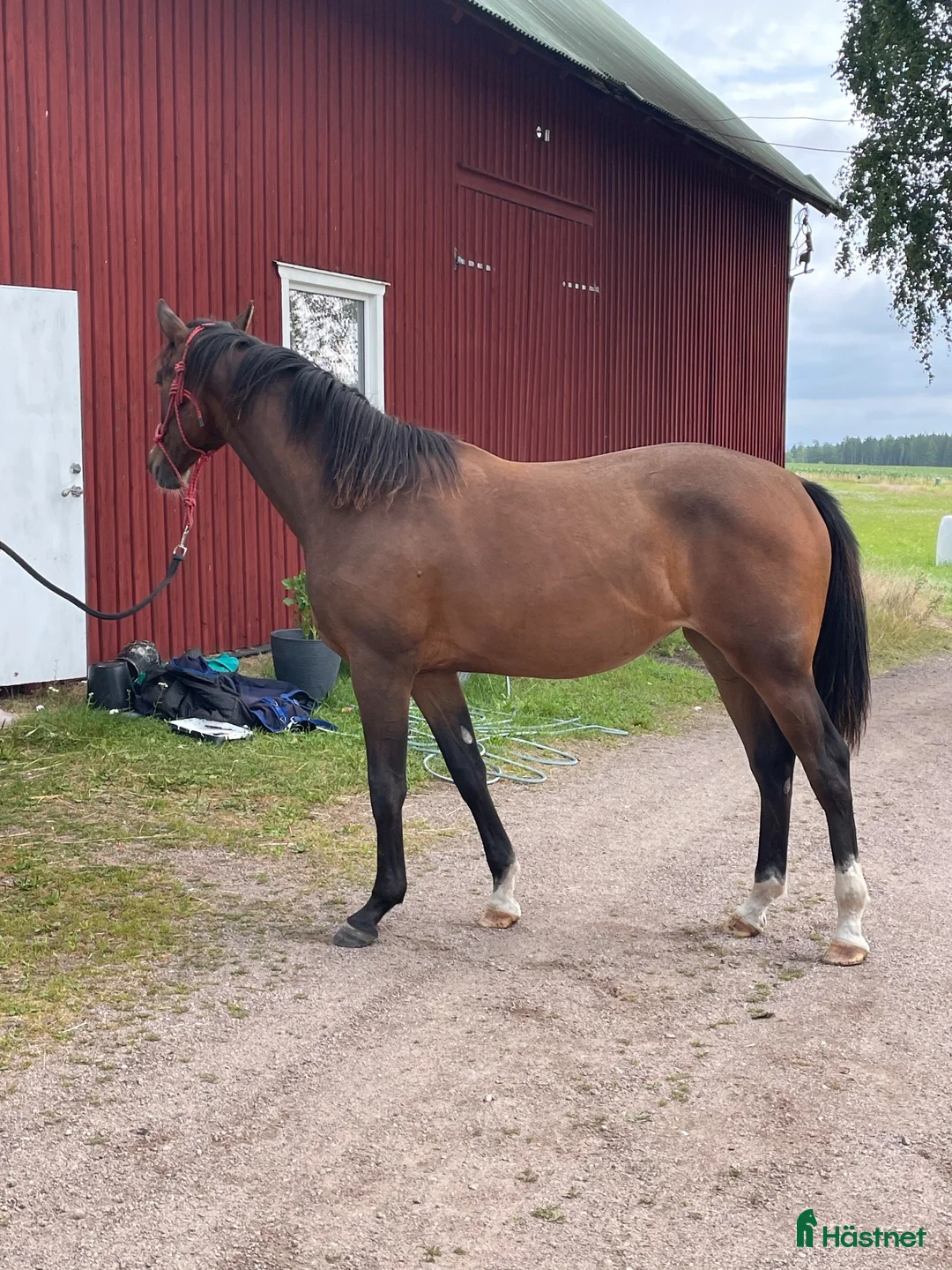 Hoppning hästar till salu: Golden cross sto e Favorit Ask   - Annons 2
