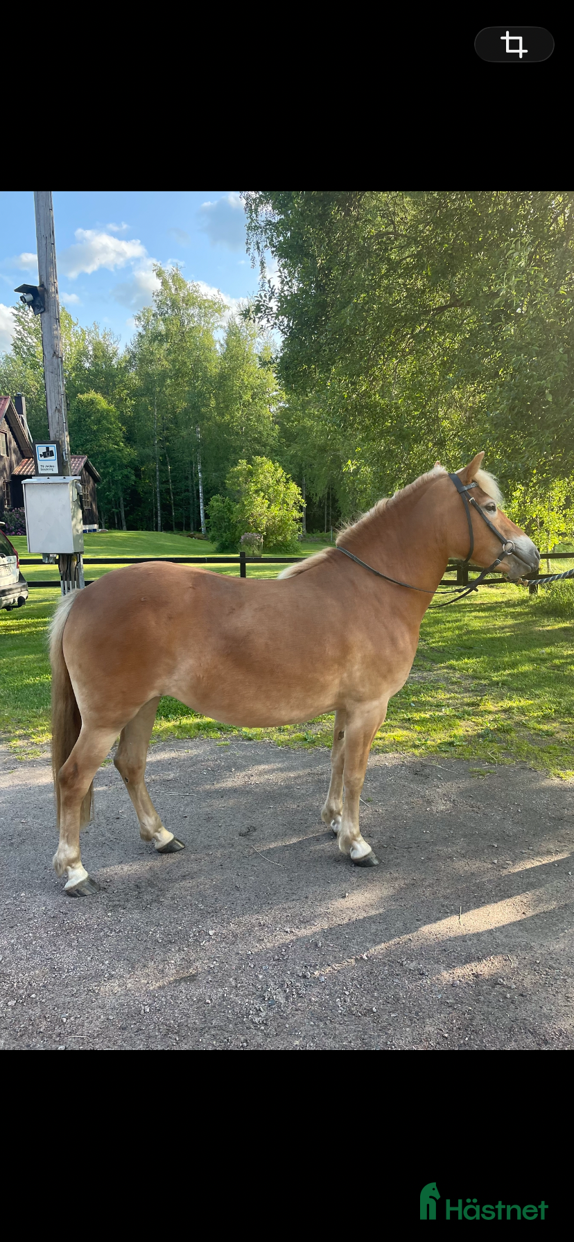  hästar Fint Gotlandsruss  - Annons 1