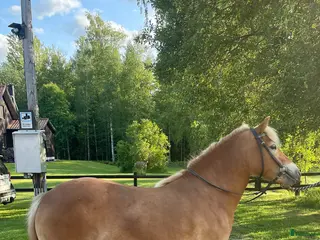 hästar Fint Gotlandsruss - Annons 1