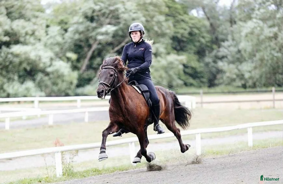 Island hästar till salu: Robust svart pärla född -22. i Söderbärke - Annons 7