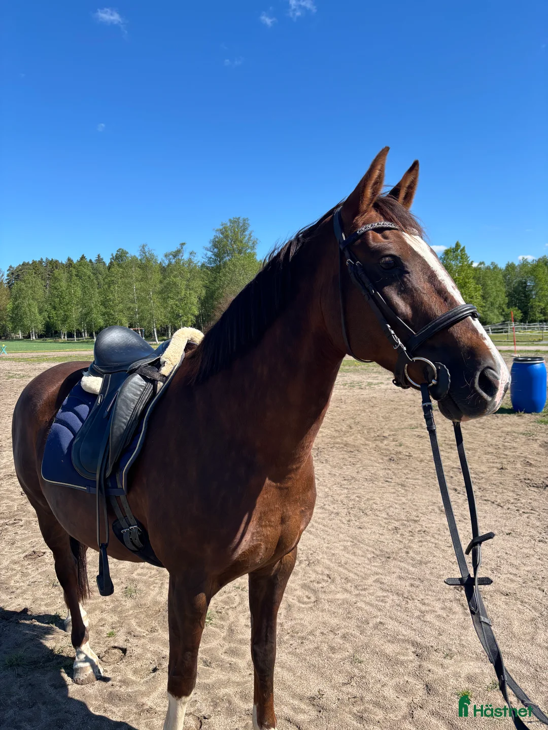 Avelshästar hästar till salu: Avelsto e: Total Hope - Annons 2