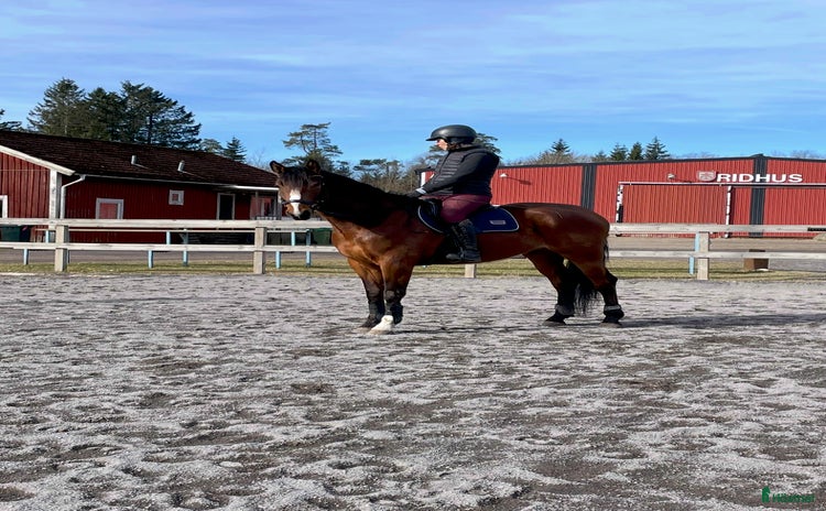  hästar i Braås - Annons 13