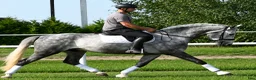Allround hästar till salu: Presence & Talent - amazing Silesian - Annons 15