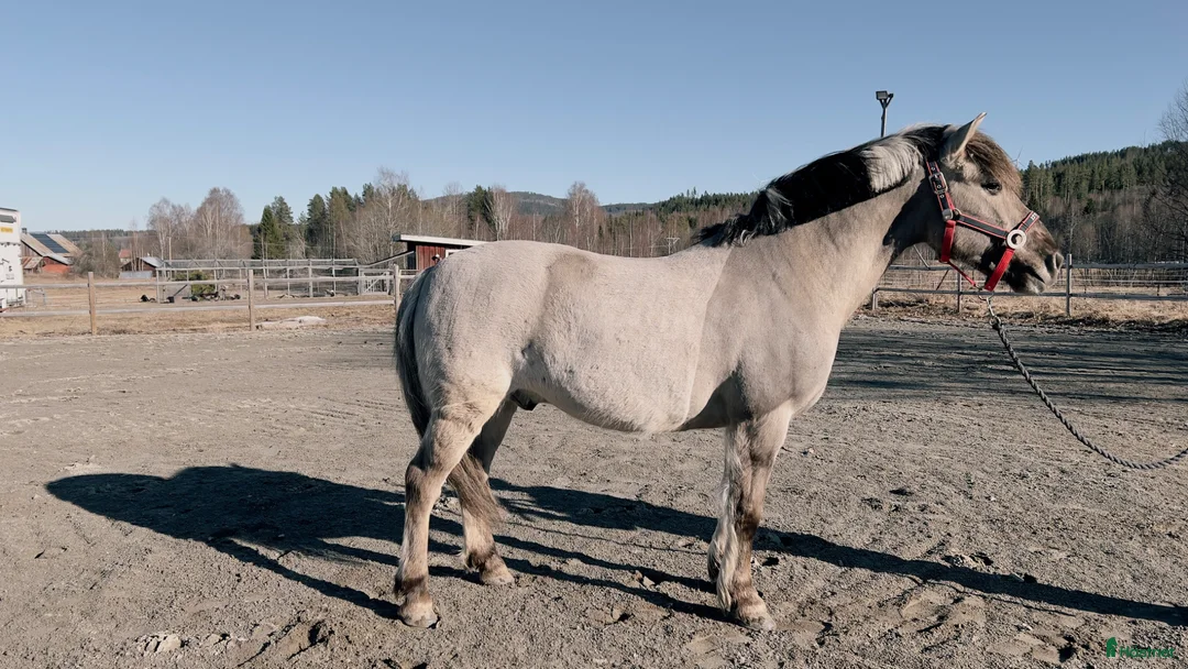 Allround hästar till salu: Trevlig C-ponny - Annons 2