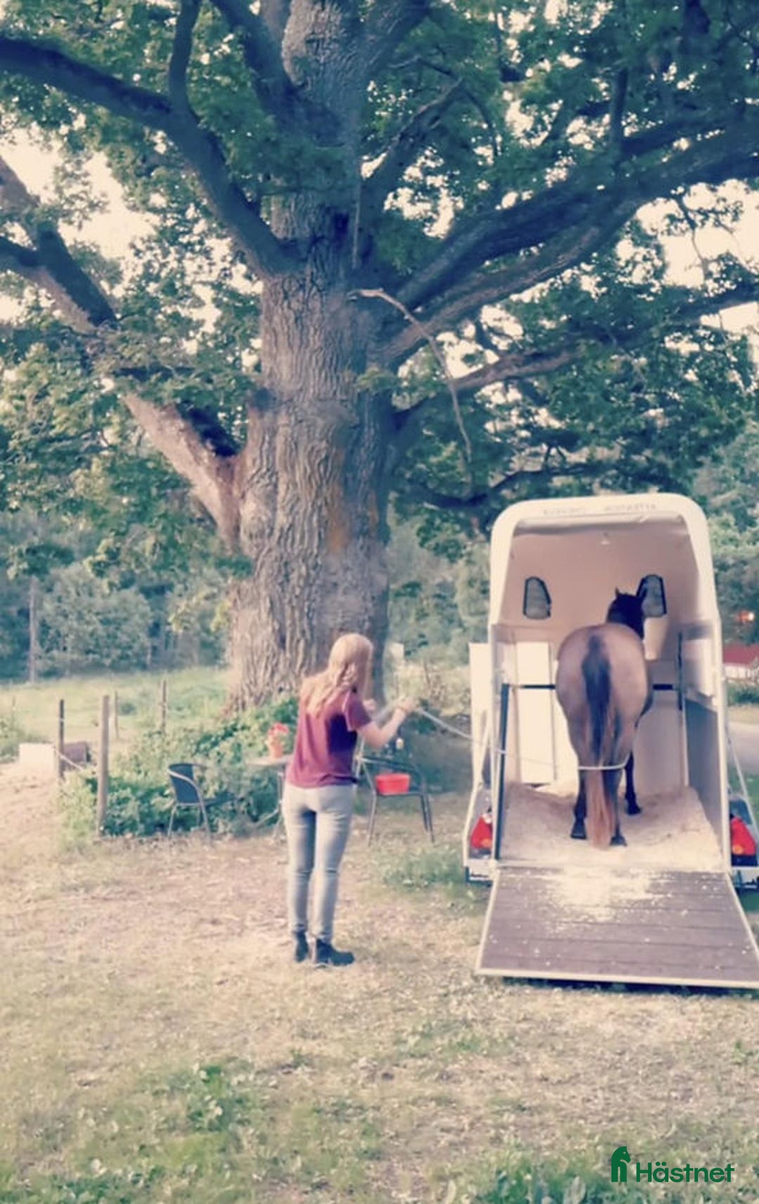  hästservice finnes: Problemlösning, (in)ridning, lastträning m.m i Sturefors - Annons 1