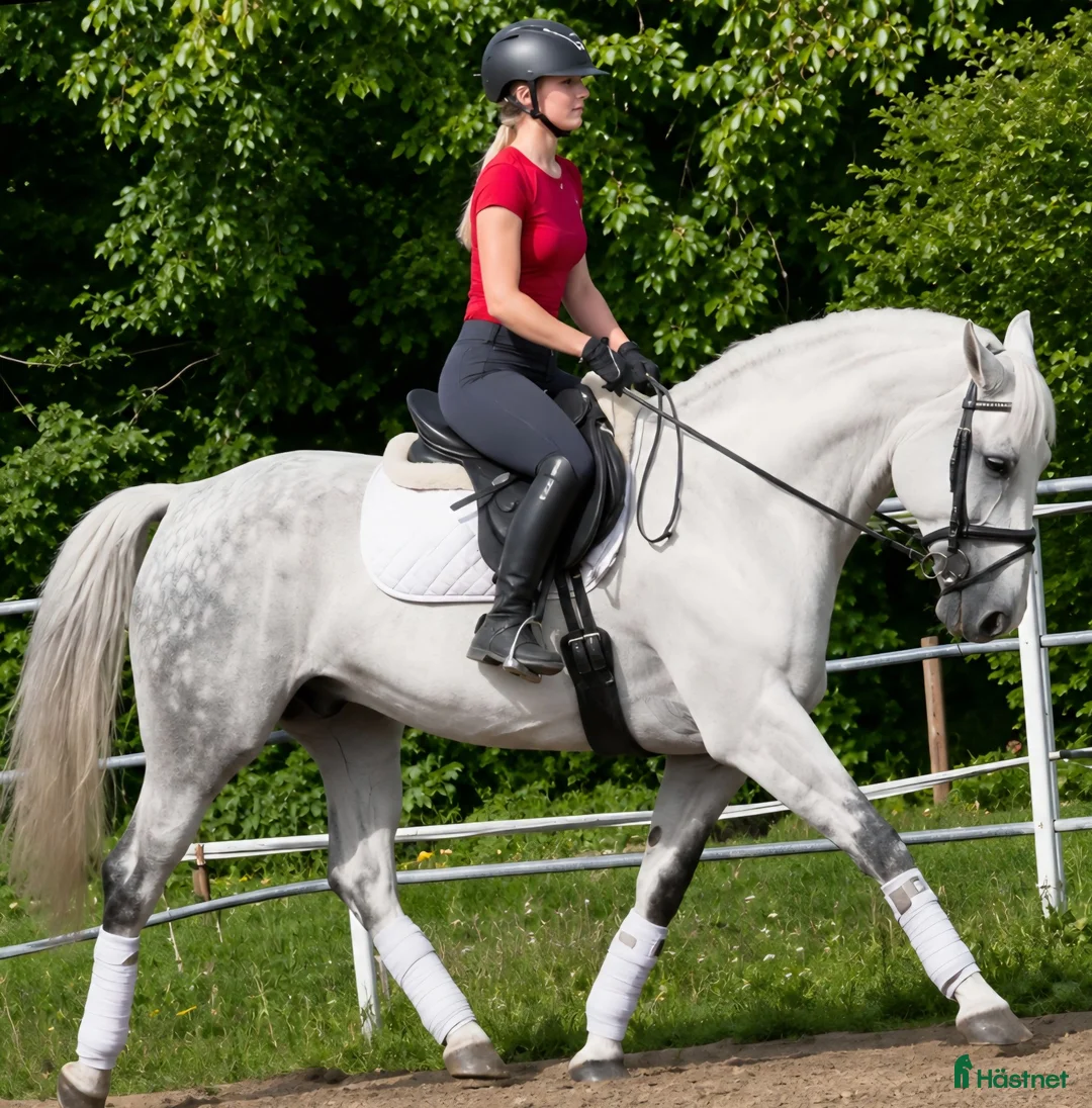 Allround hästar till salu: Exceptional Silesian Mare–The Star for your Future - Annons 2