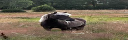 Island hästar till salu: Drömislandshäst - Annons 3