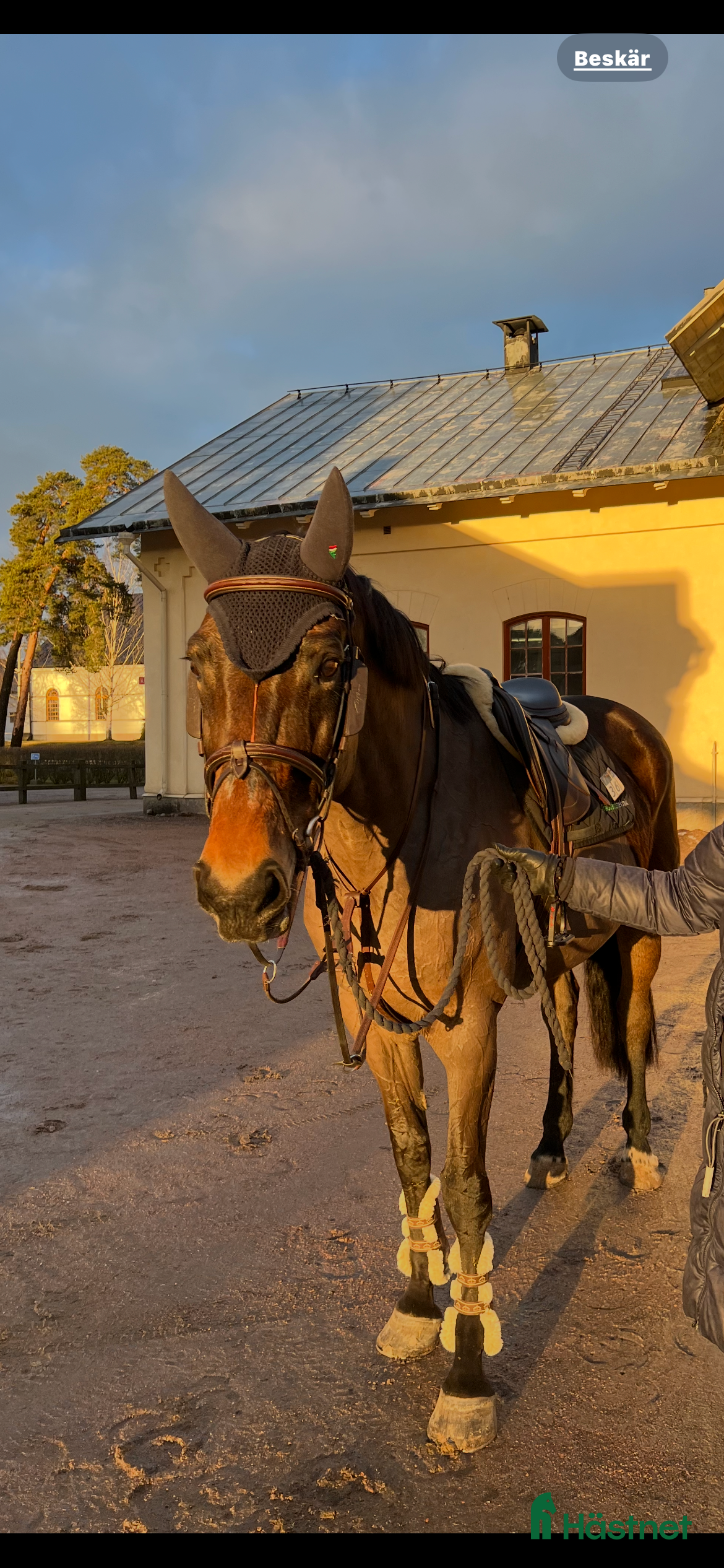  hästar Sto med mycket utstrålning! i Kumla - Annons 17