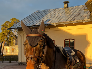 hästar Sto med mycket utstrålning! i Kumla - Annons 1