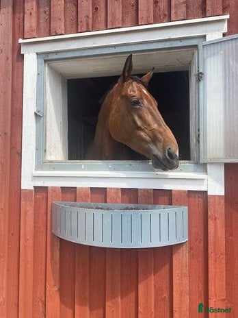 stallplats i Åsa - Annons 15