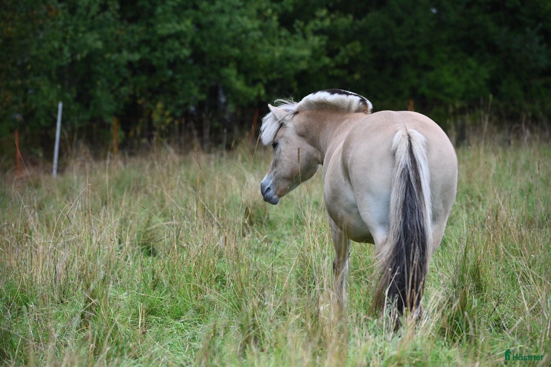  stallplats finnes: Två lediga stallplatser i kollektivstall, Karlstad i Karlstad - Annons 6