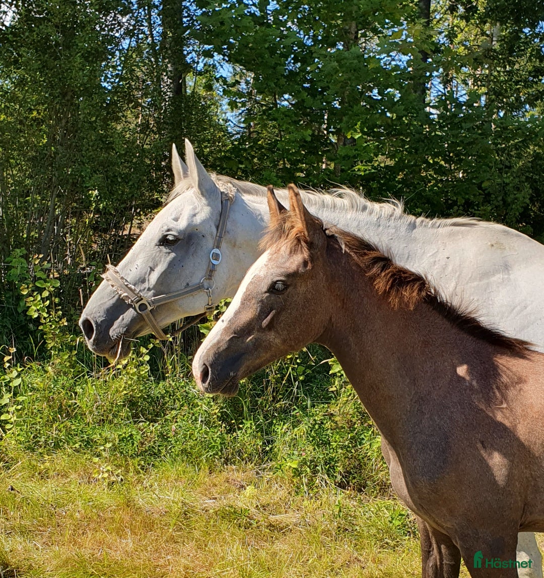Hoppning hästar till salu: Hoppföl x3 säljes- Svårklassmöderne & Elithingstar i Lammhult - Annons 4