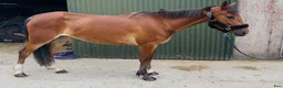 Allround hästar till salu: Kind and easy D pony - Annons 9