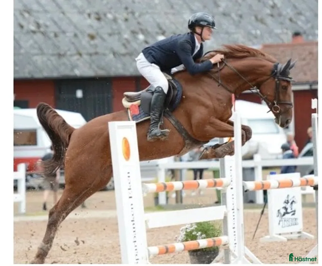 Hoppning hästar till salu: Mycket fin hopphäst även lämplig J-YR häst i Älmeboda - Annons 1