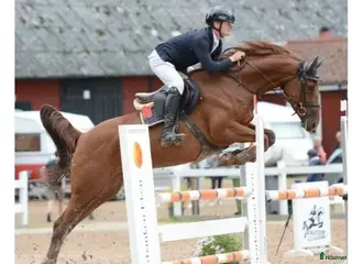 hästar Mycket fin hopphäst även lämplig J-YR häst i Älmeboda - Annons 3