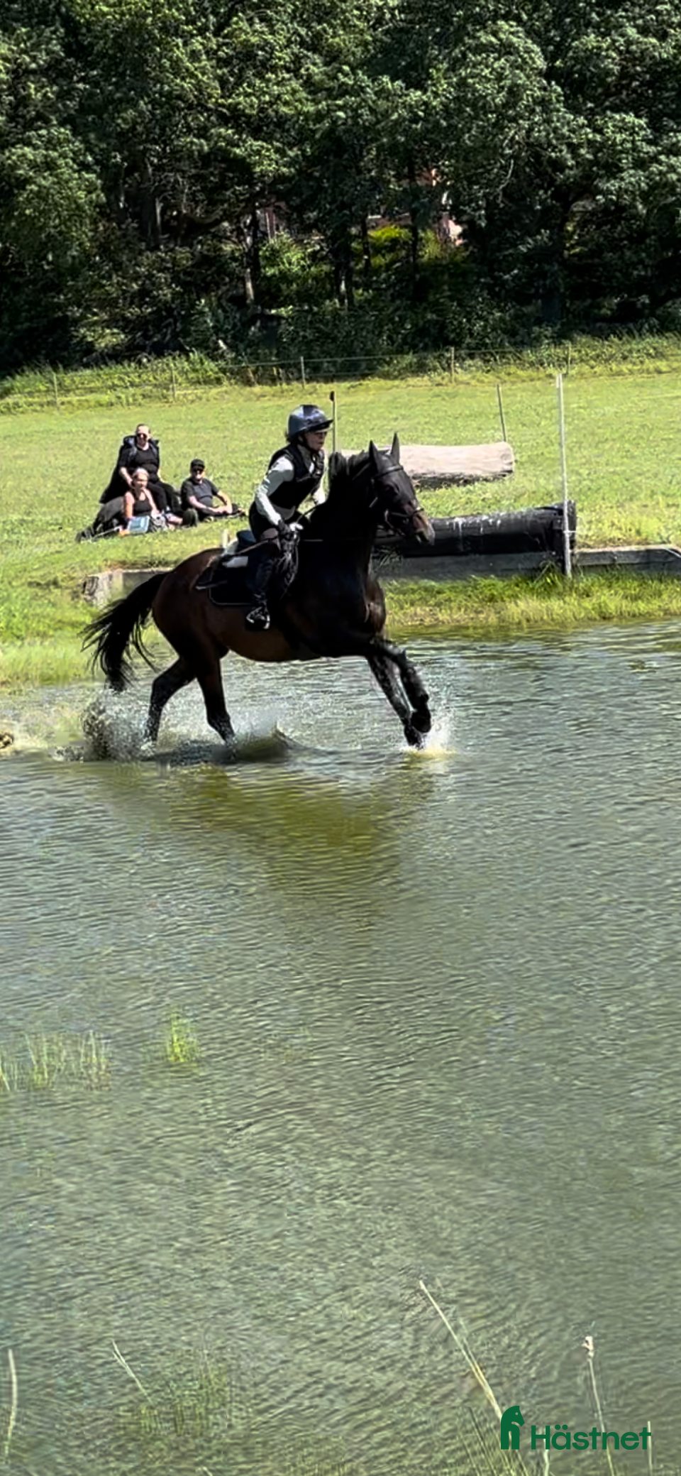  hästar Mångsidig sporthäst i Lammhult - Annons 1