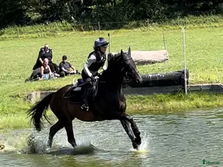 hästar Mångsidig sporthäst i Lammhult - Annons 1