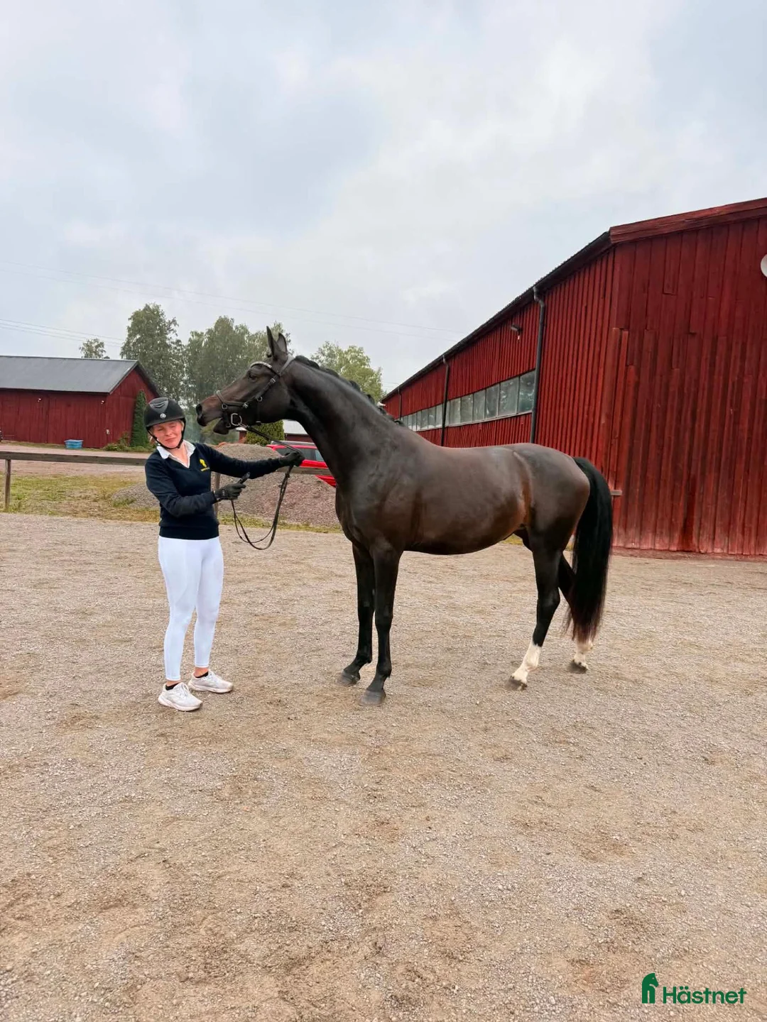 Dressyr hästar till salu: Trevlig unghäst för den som vill göra hela resan - Annons 4