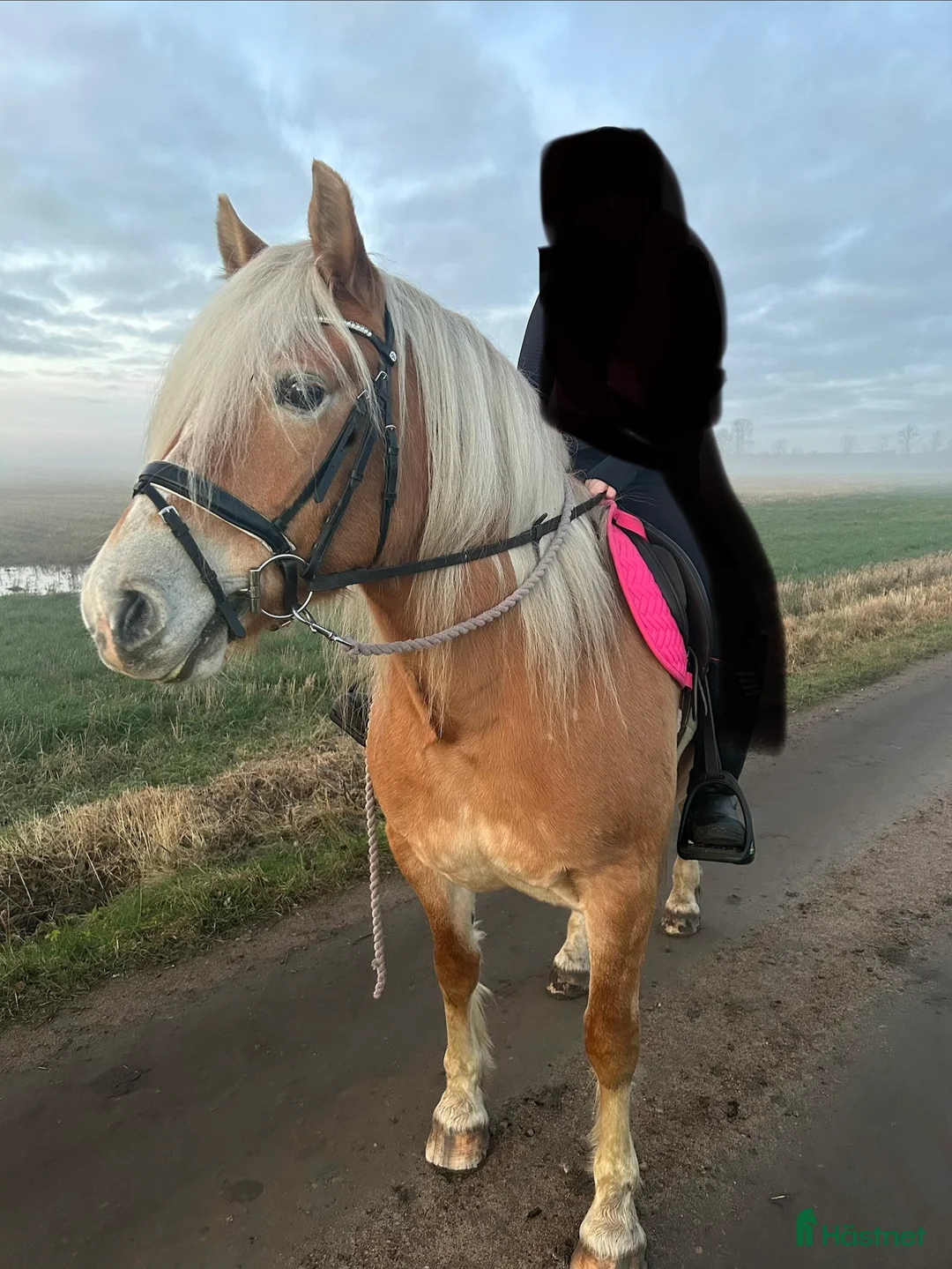 Allround hästar till salu: Jätte snäll och lugn pony  i Falköping - Annons 1