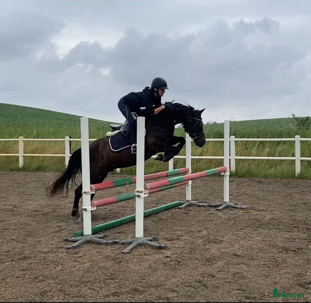 Hoppning hästar till salu: Ponny med härlig personlighet söker ny bästa vän i Malmö - Annons 23