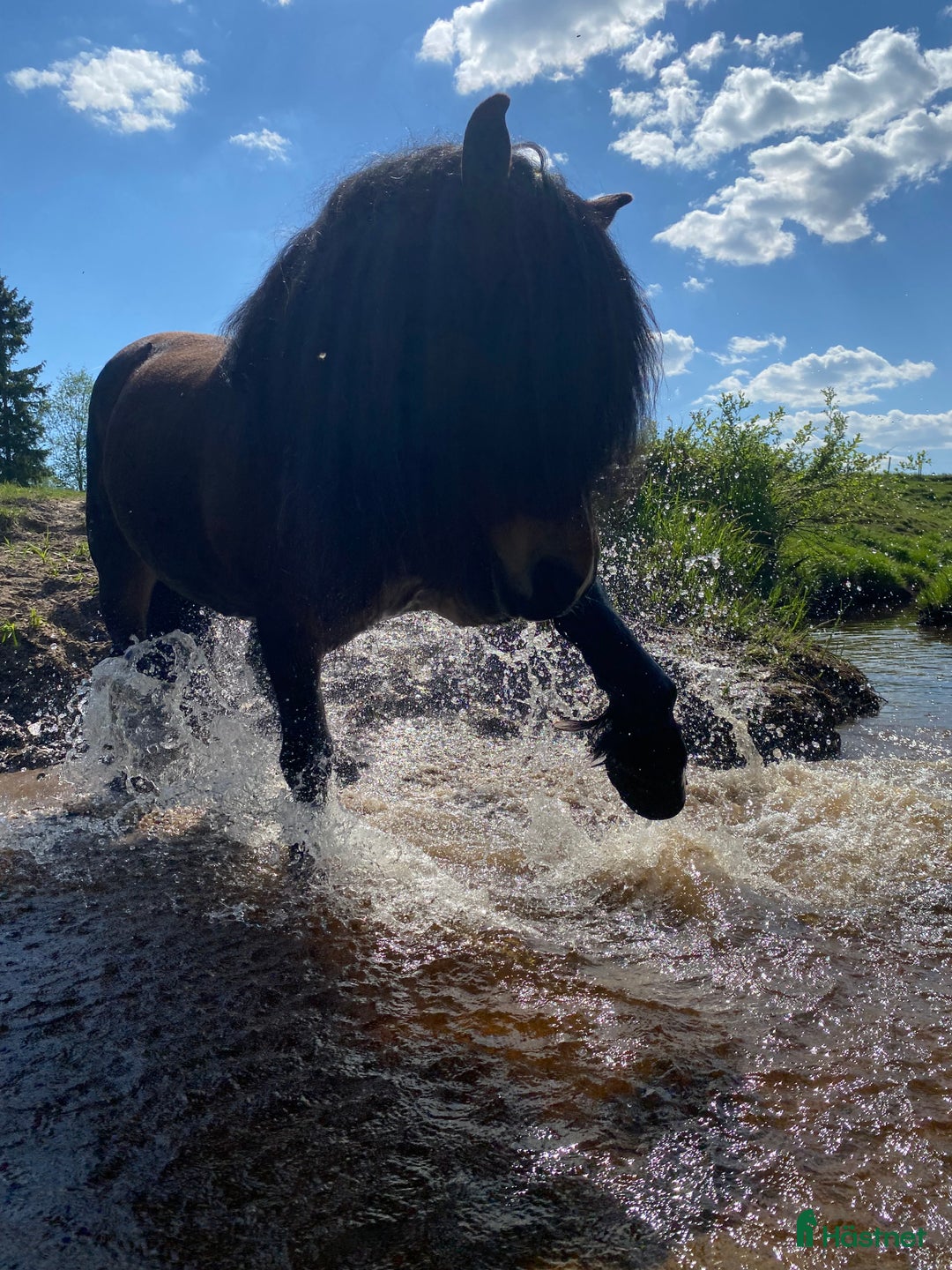 Körning hästar till salu: TINGAD! Dora 🌟 i Årjäng - Annons 7