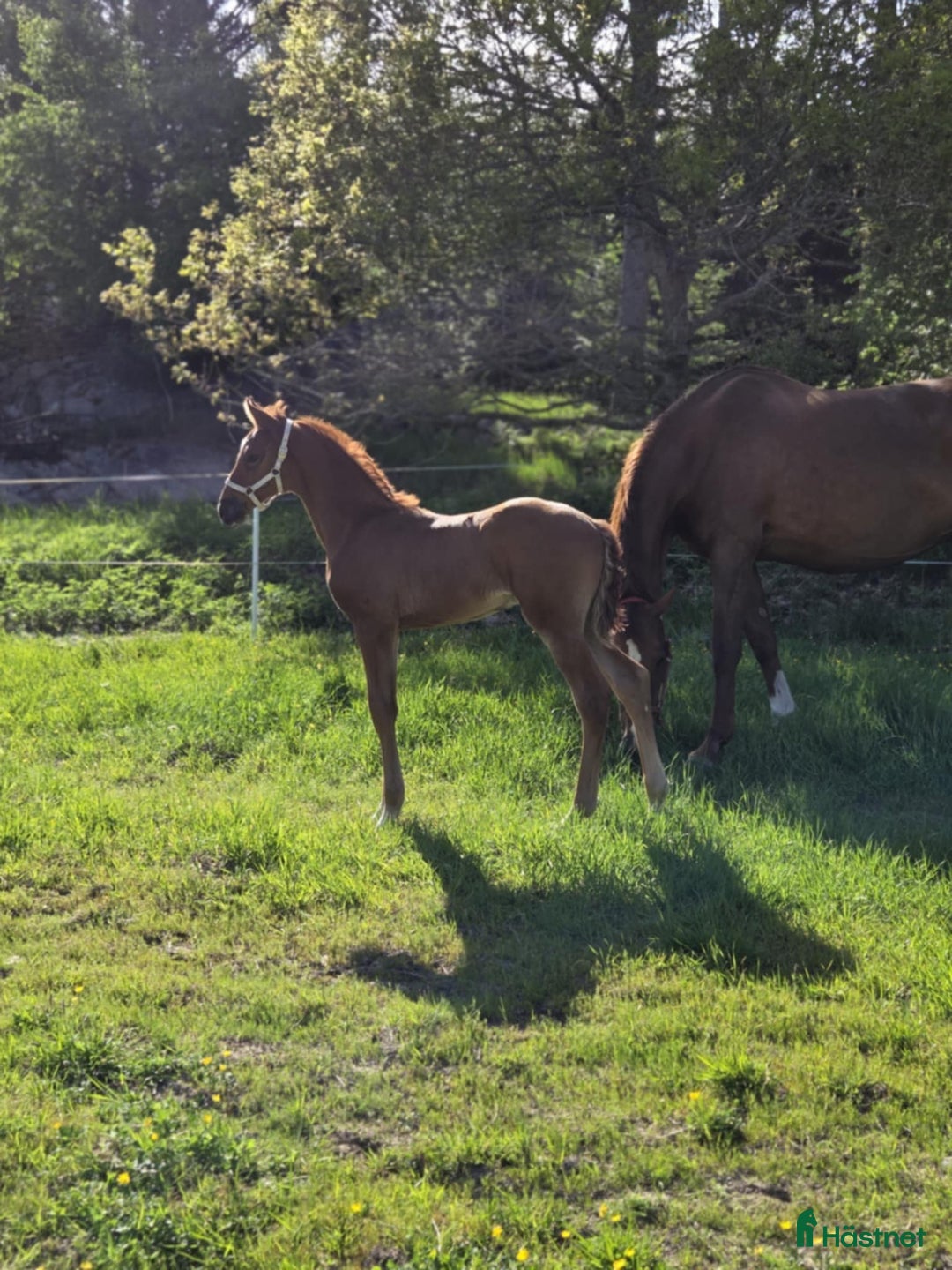 Hoppning hästar till salu: En riktig snyggning! i Fjällbacka - Annons 1