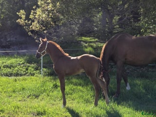 Hoppning hästar till salu: En riktig snyggning! i Fjällbacka - Annons 1