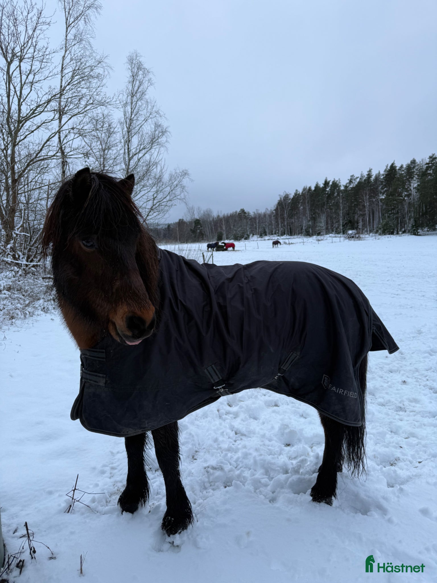  hästar Snäll känslig kille - Annons 2