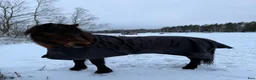 Island hästar till salu: Snäll känslig kille - Annons 2