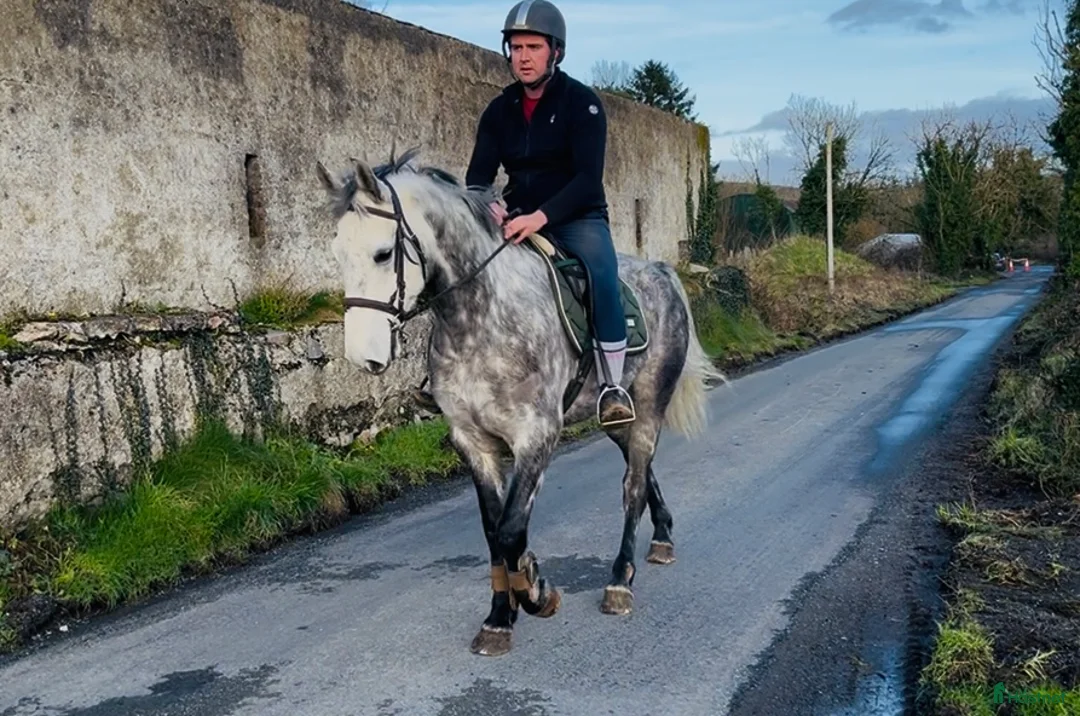Allround hästar till salu: Beautiful gelding 160cm i Ljungby - Annons 2