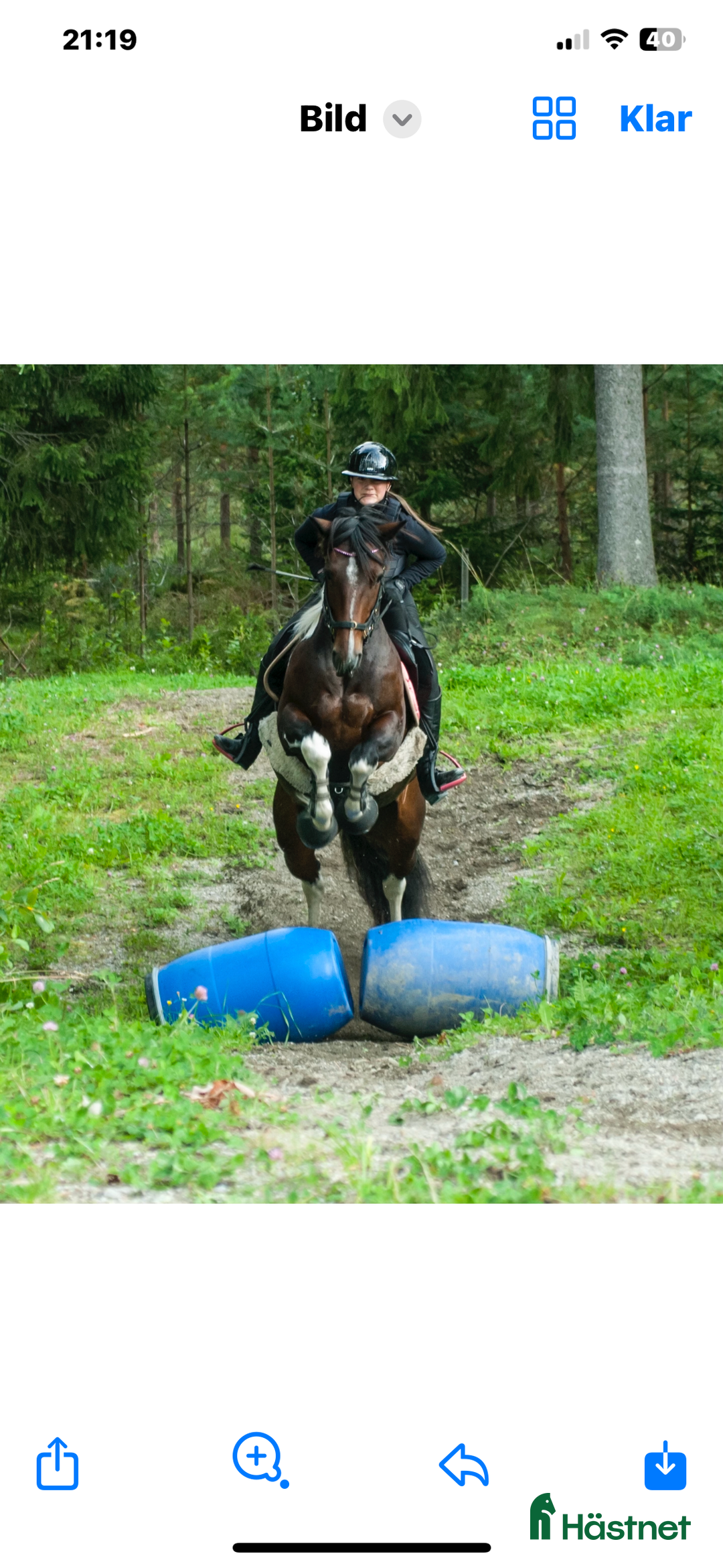 Hoppning hästar till salu: D-ponny söker nytt kärleksfullt hem i Alsen - Annons 2