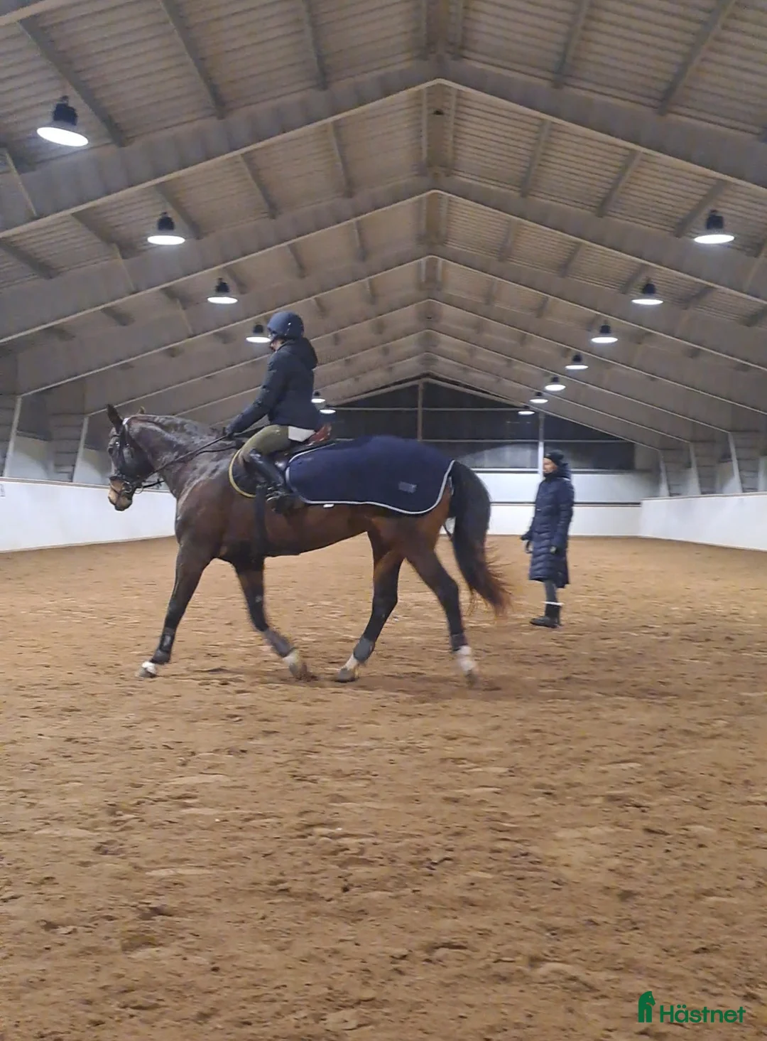 Allround hästar till salu: Exklusive hoppy häst  - Annons 3