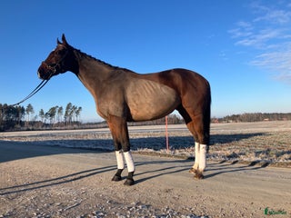 hästar Mor/ dotter häst / bästa vän i Skara - Annons 18