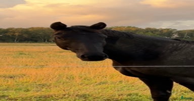  hästar i Helsingborg - Annons 9