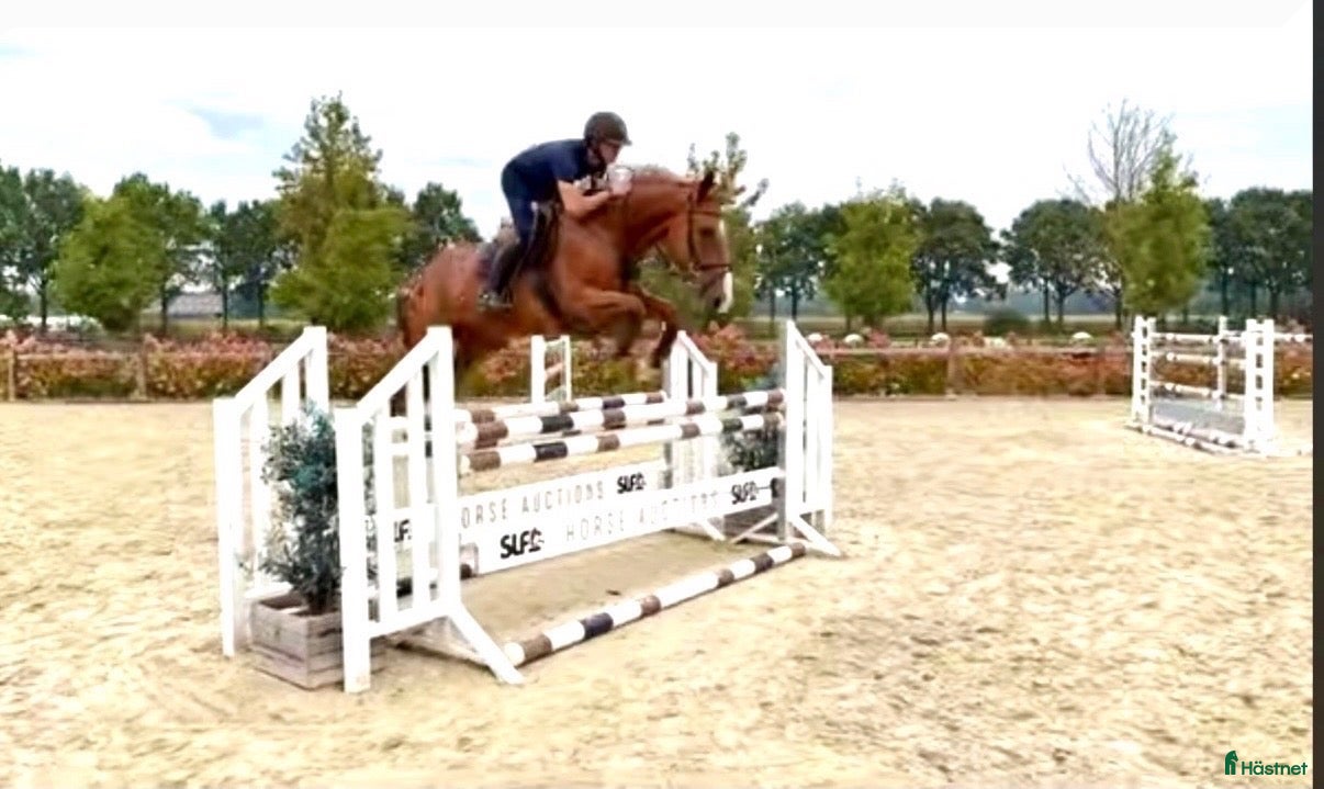 Hoppning hästar till salu: Läromästare 🐴 - Annons 1