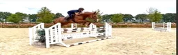 Hoppning hästar till salu: Läromästare 🐴 - Annons 1
